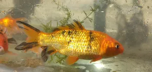 Koi Fish 5inch