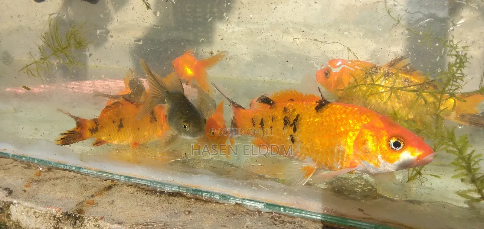 Koi Fish 5inch