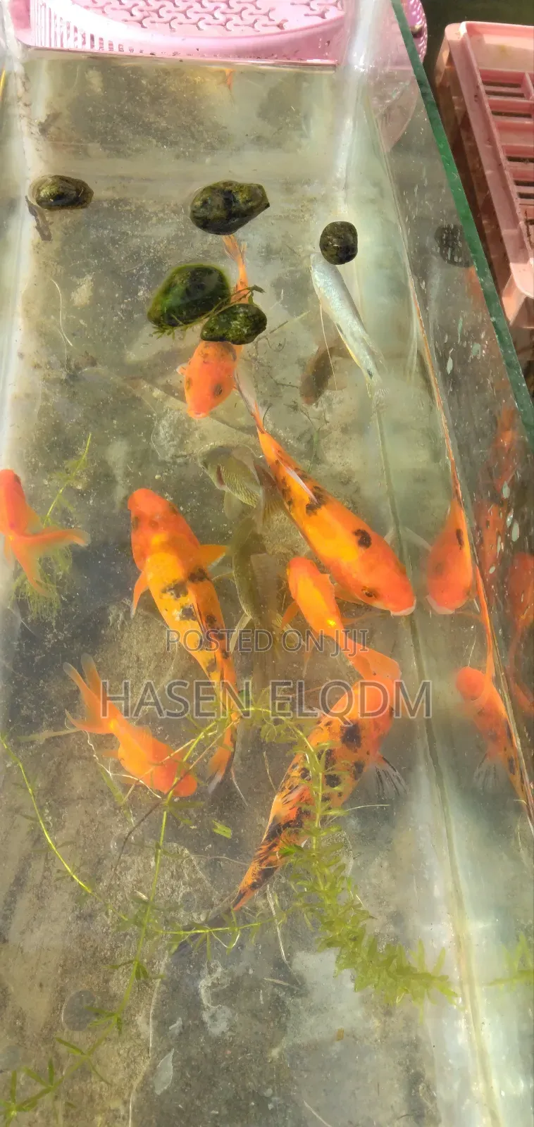 Koi Fish 5inch