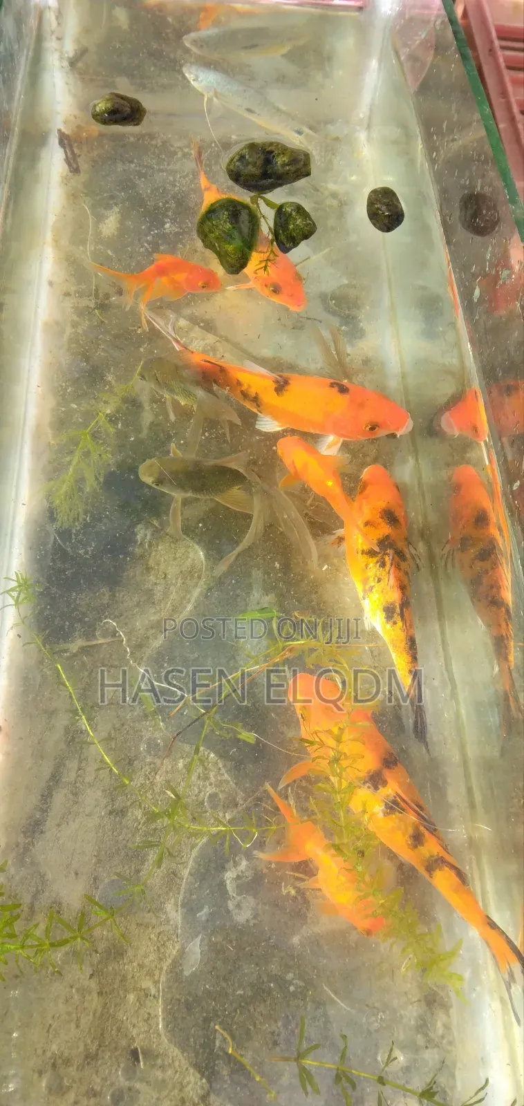 Koi Fish 5inch