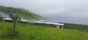 Shamba La Kuku (Poultry Farm) Linauzwa Mwavi
