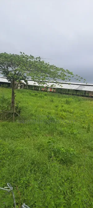 Shamba La Kuku (Poultry Farm) Linauzwa Mwavi