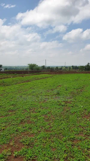 East Africa Imeitika Tena Viwanja Bei Ganda La Ndizi