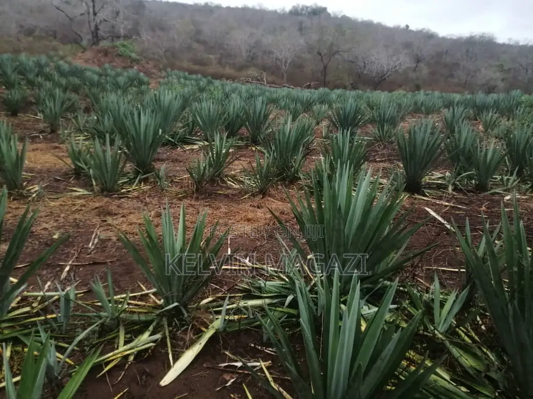 Shamba La Mkonge Hekari 30