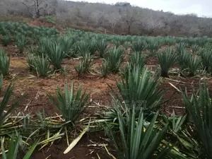 Shamba La Mkonge Hekari 30