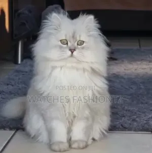6-12 months Male Purebred Persian
