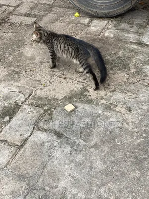 1-3 months Female Mixed Breed Cat