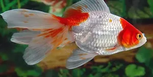 Samaki Wa Mapambo