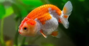 Samaki Wa Mapambo
