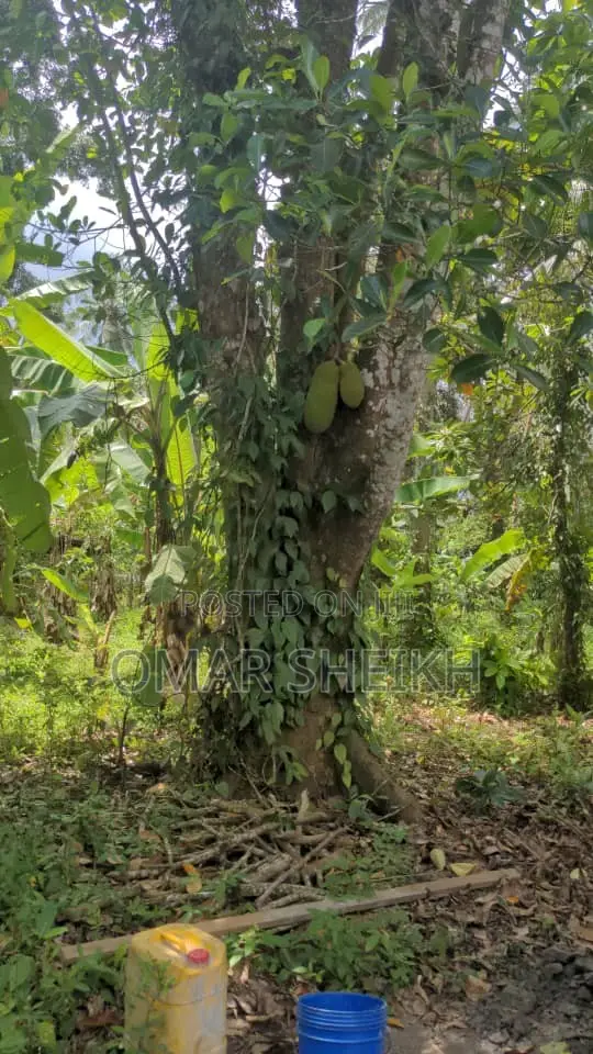 Mashamba (Farms)