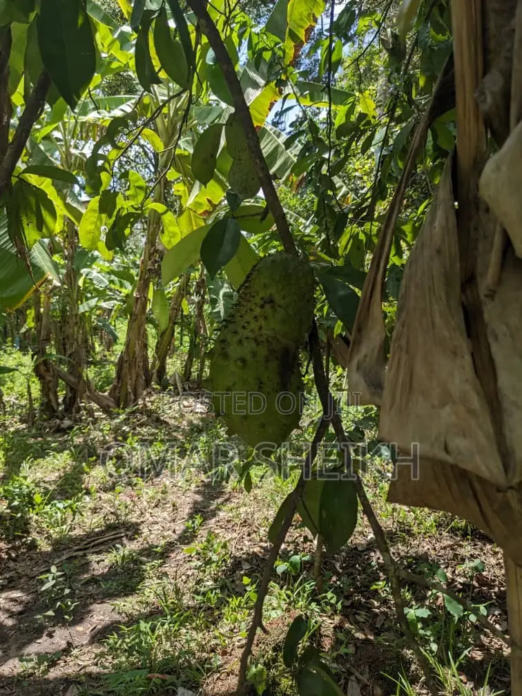 Mashamba (Farms)