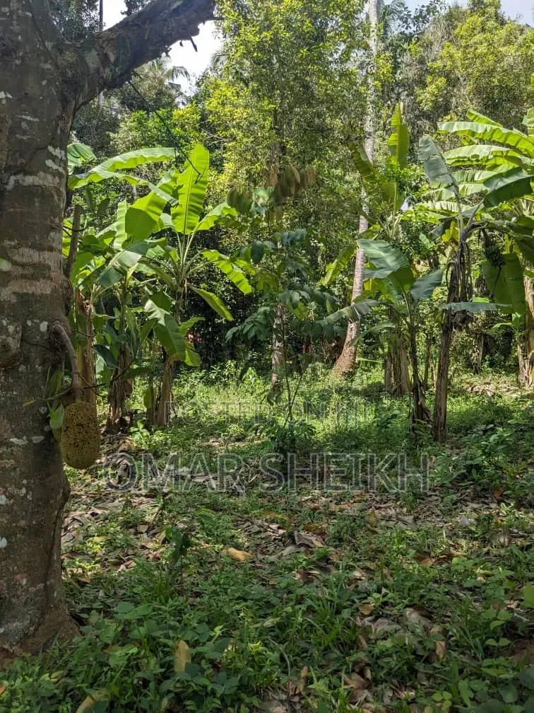 Mashamba (Farms)