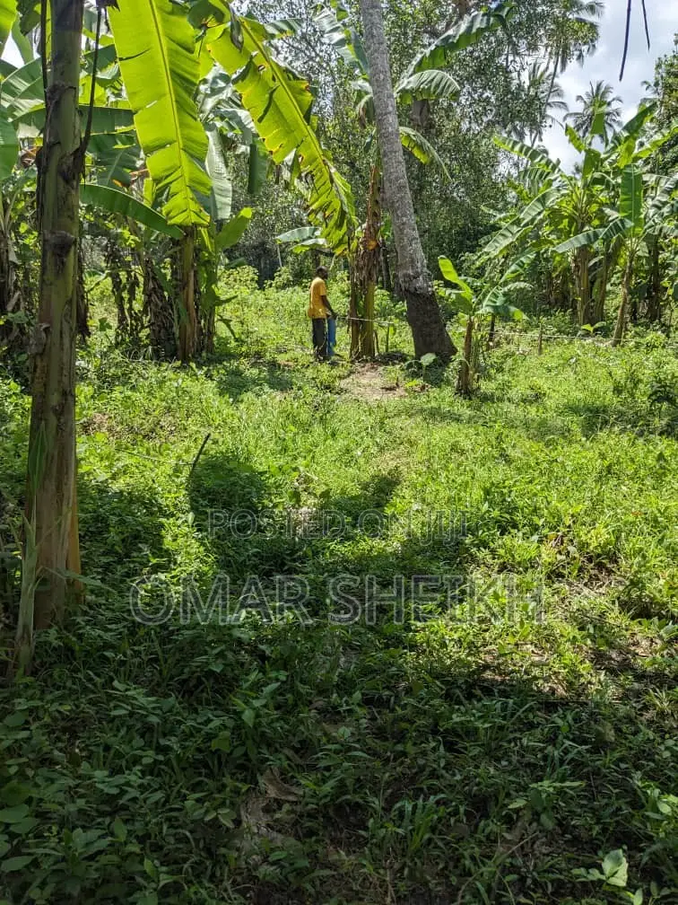 Mashamba (Farms)