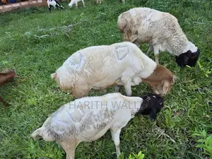 Mbuzi Na Kondoo Goat and Lamb From Arusha