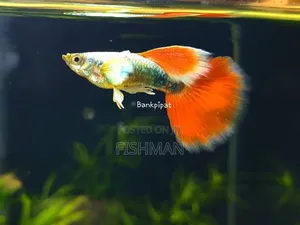 Angelfish