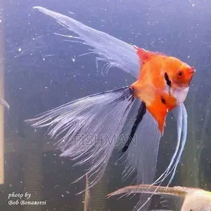 Angelfish