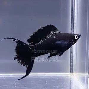 Angelfish