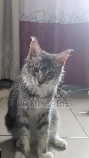 3-6 months Female Purebred Maine Coon
