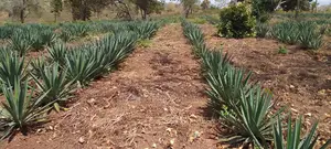 Shamba La Mkonge ( Sisal)
