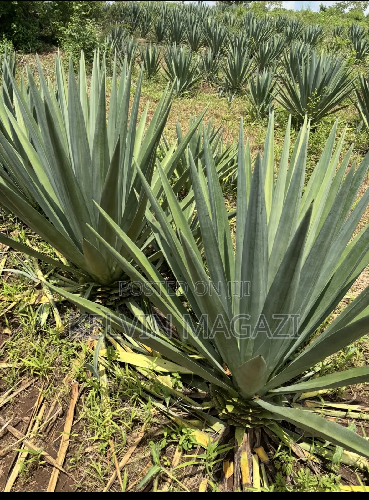 Shamba La Mkonge ( Sisal)