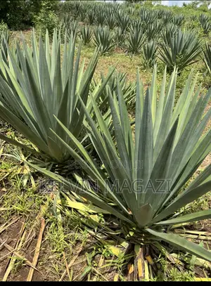 Shamba La Mkonge ( Sisal)