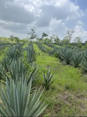 Shamba La Mkonge ( Sisal)