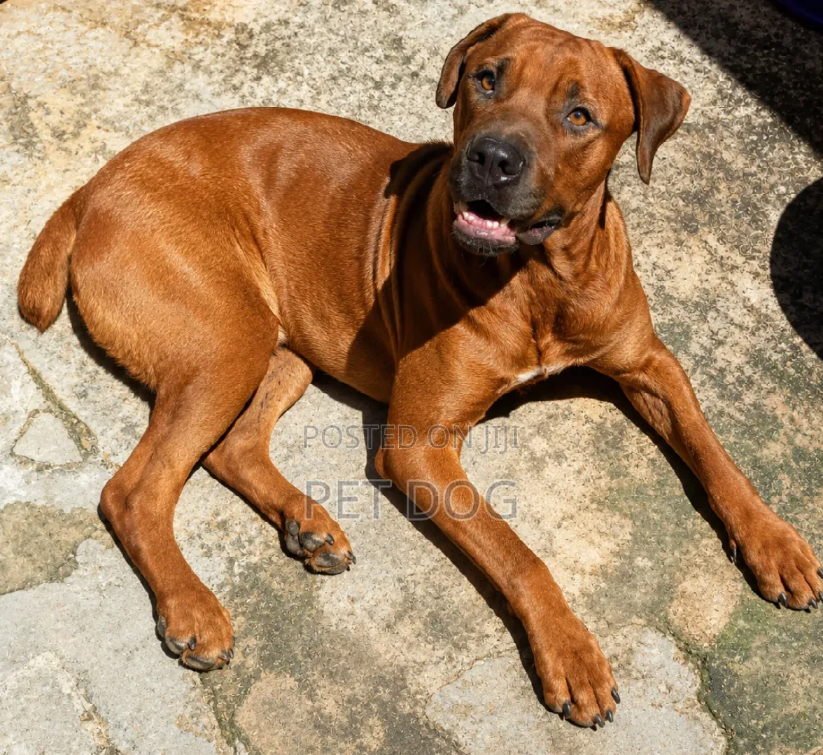 6-12 months Male Purebred Boerboel