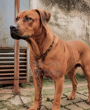 6-12 months Male Purebred Boerboel