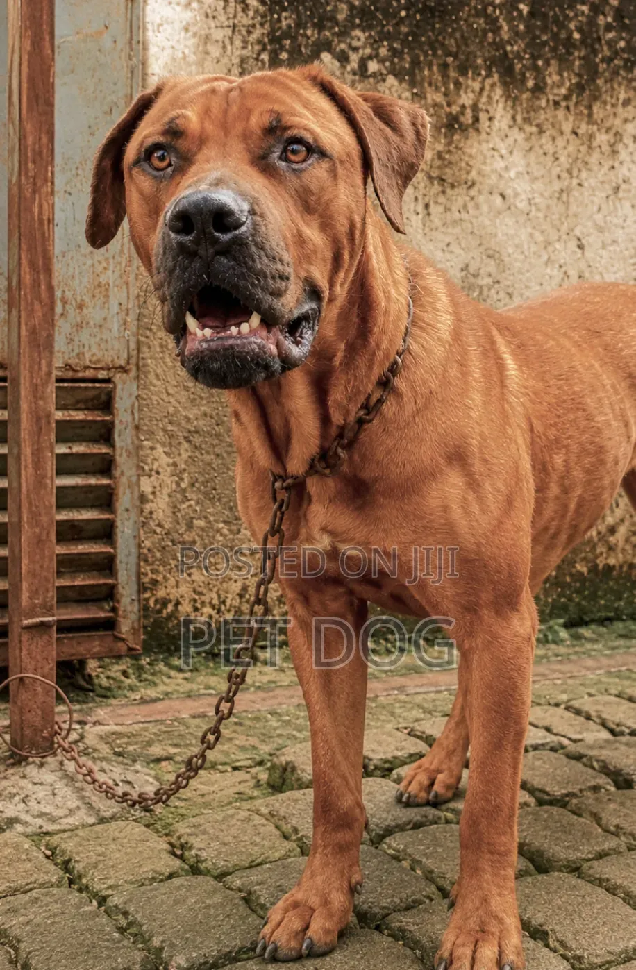 6-12 months Male Purebred Boerboel