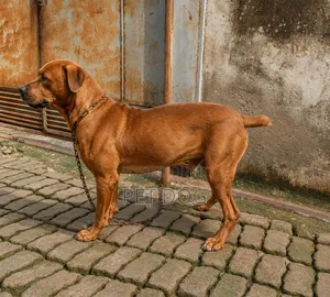 6-12 months Male Purebred Boerboel