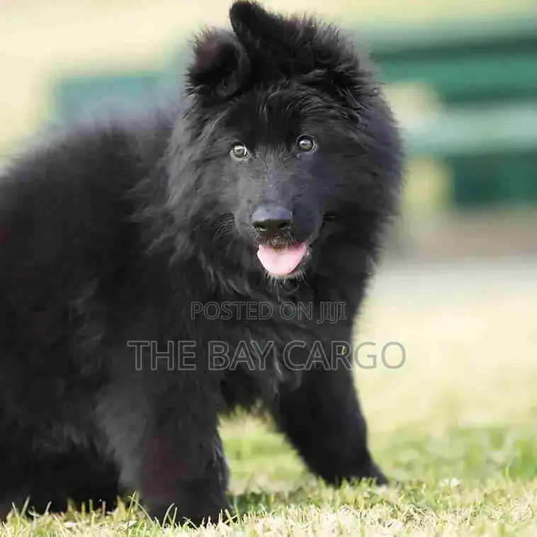 1-3 months Male Purebred German Shepherd