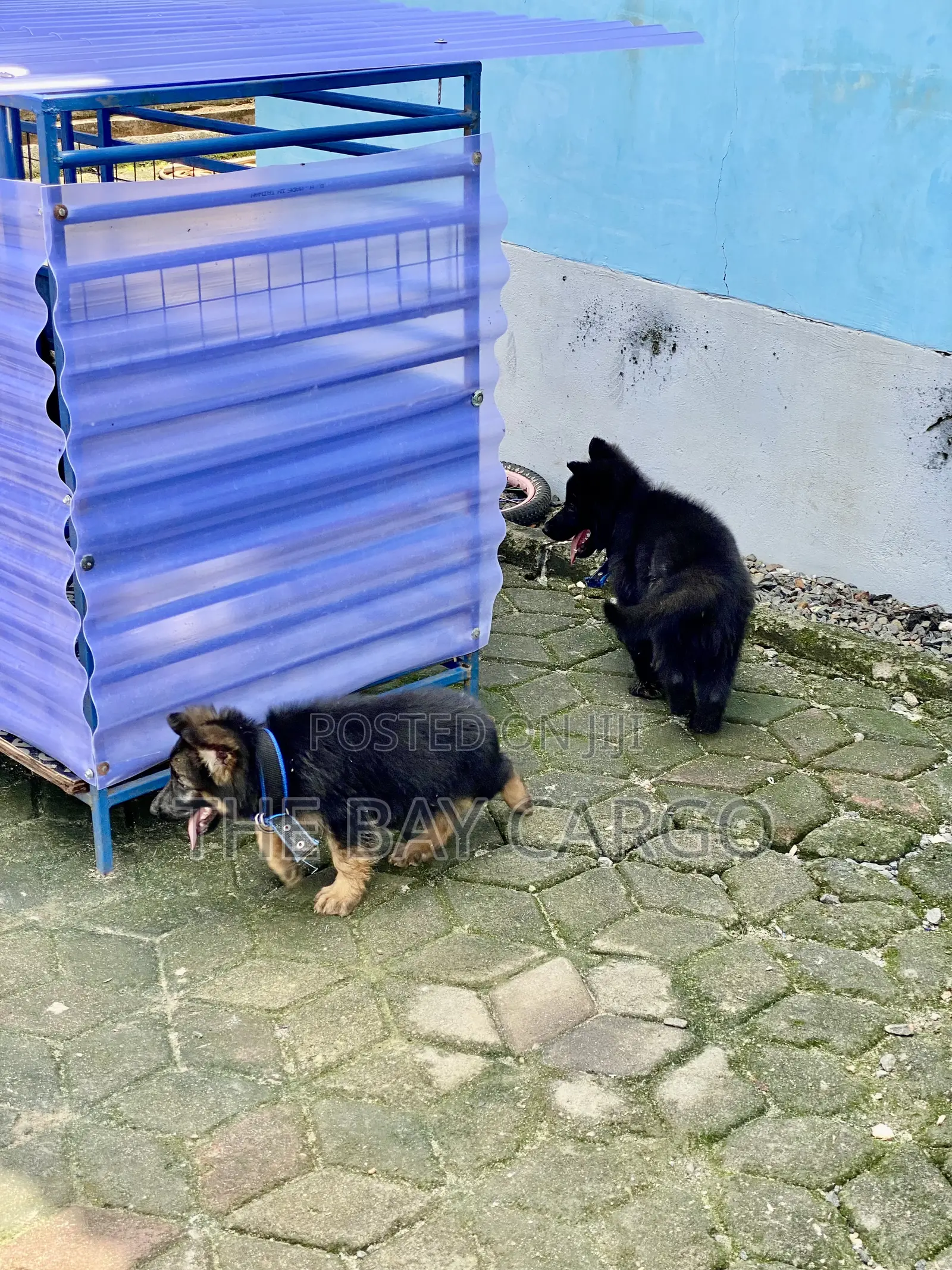 1-3 months Male Purebred German Shepherd