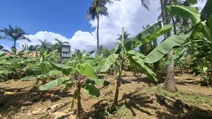 1hector at Salasala Fenced