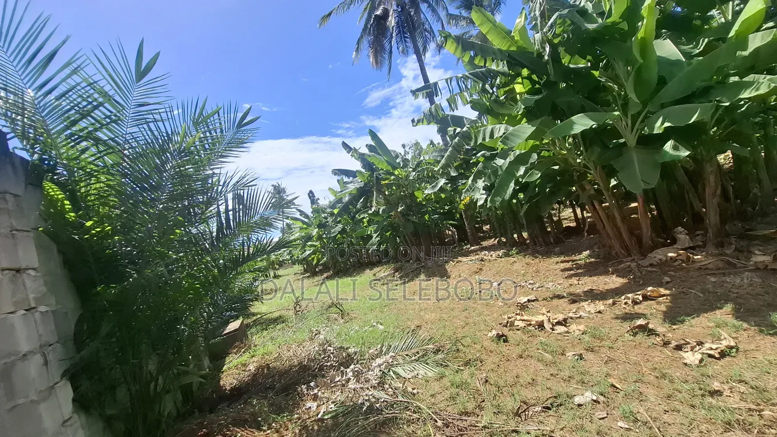 1hector at Salasala Fenced
