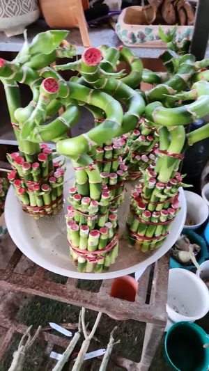Lucky Bamboo