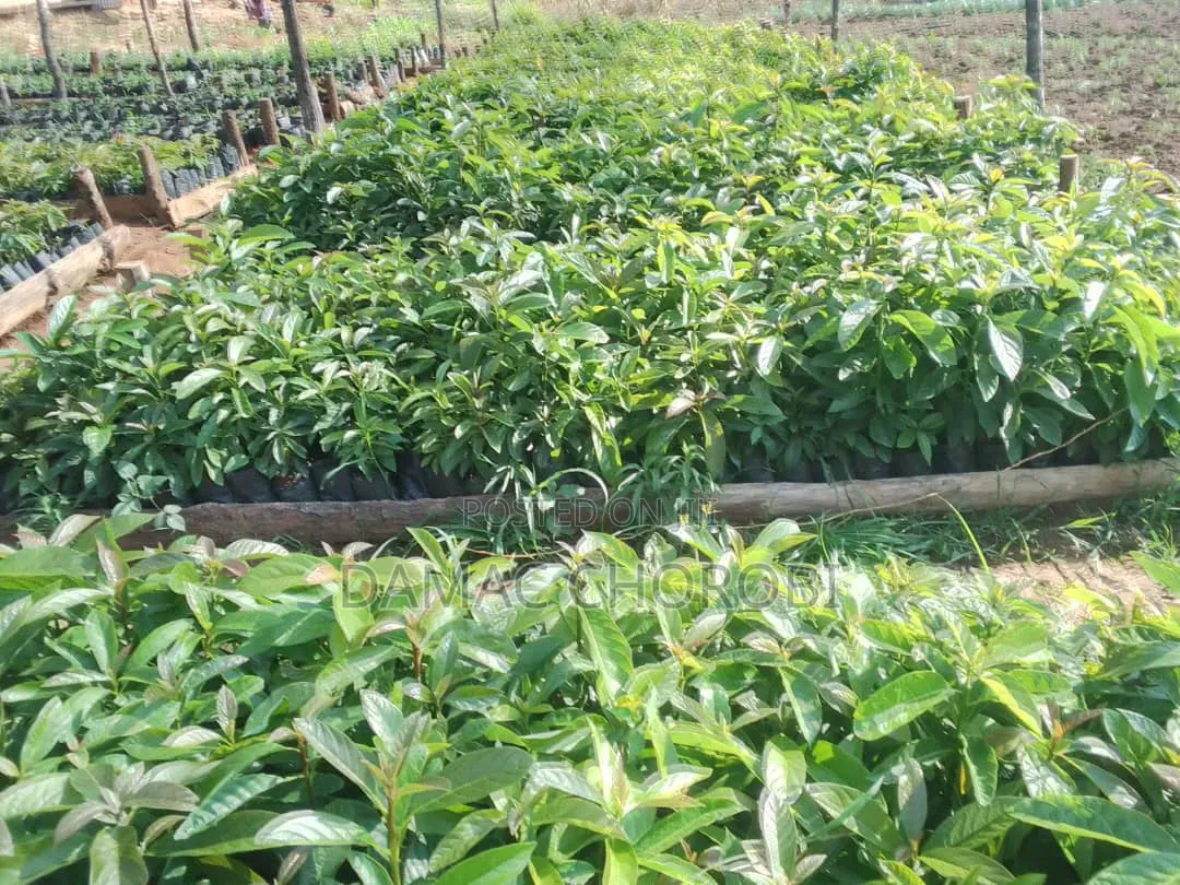 Mashamba Mkubwakwa Kilimo Mkoani Iringa