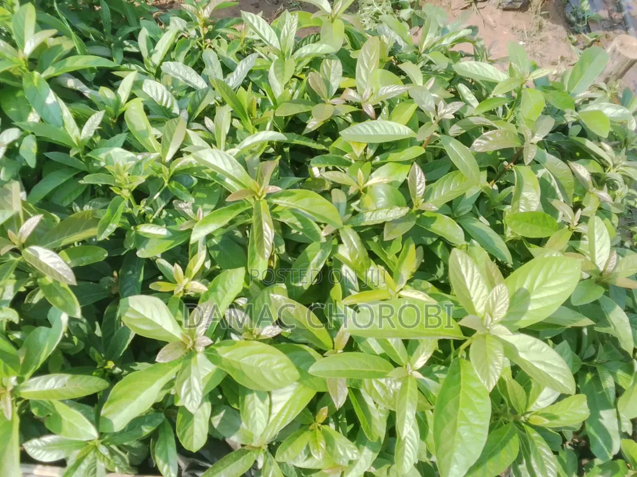 Mashamba Mkubwakwa Kilimo Mkoani Iringa