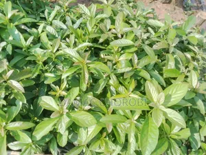Mashamba Mkubwakwa Kilimo Mkoani Iringa