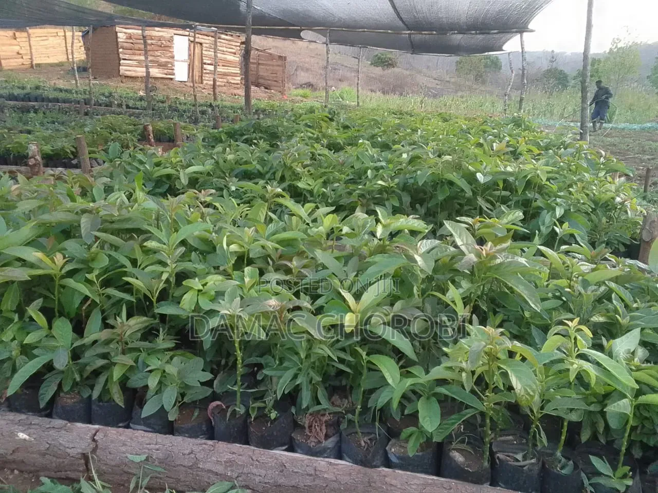 Mashamba Mkubwakwa Kilimo Mkoani Iringa