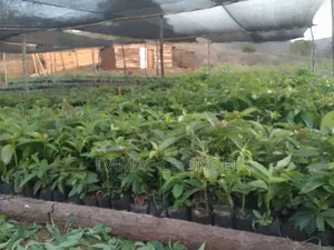 Mashamba Mkubwakwa Kilimo Mkoani Iringa