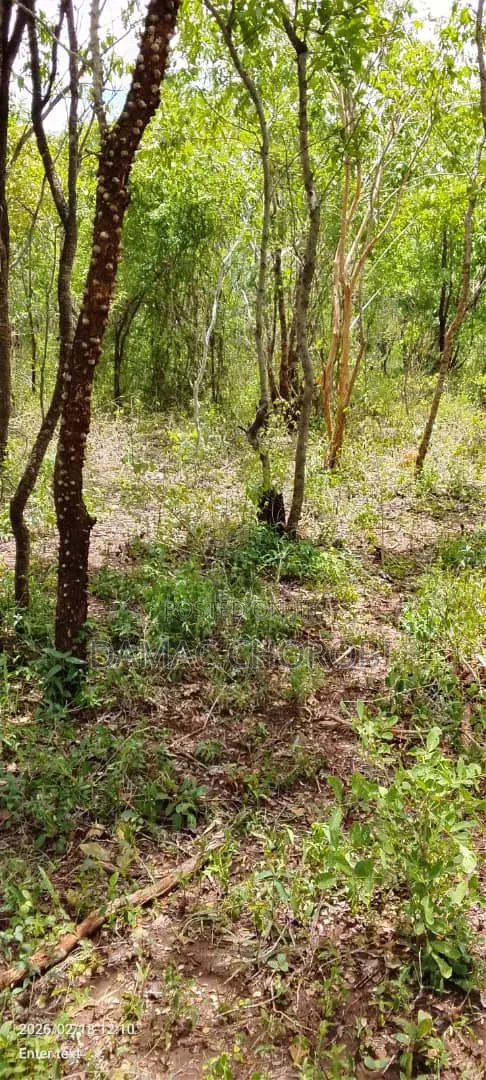 Mashamba Makubwa Kirwa Road Yanauzwa Mshamba Ya Kumwagilia