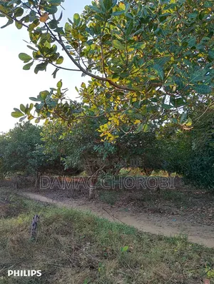 Mashamba Makubwa Kirwa Road Yanauzwa Mshamba Ya Kumwagilia