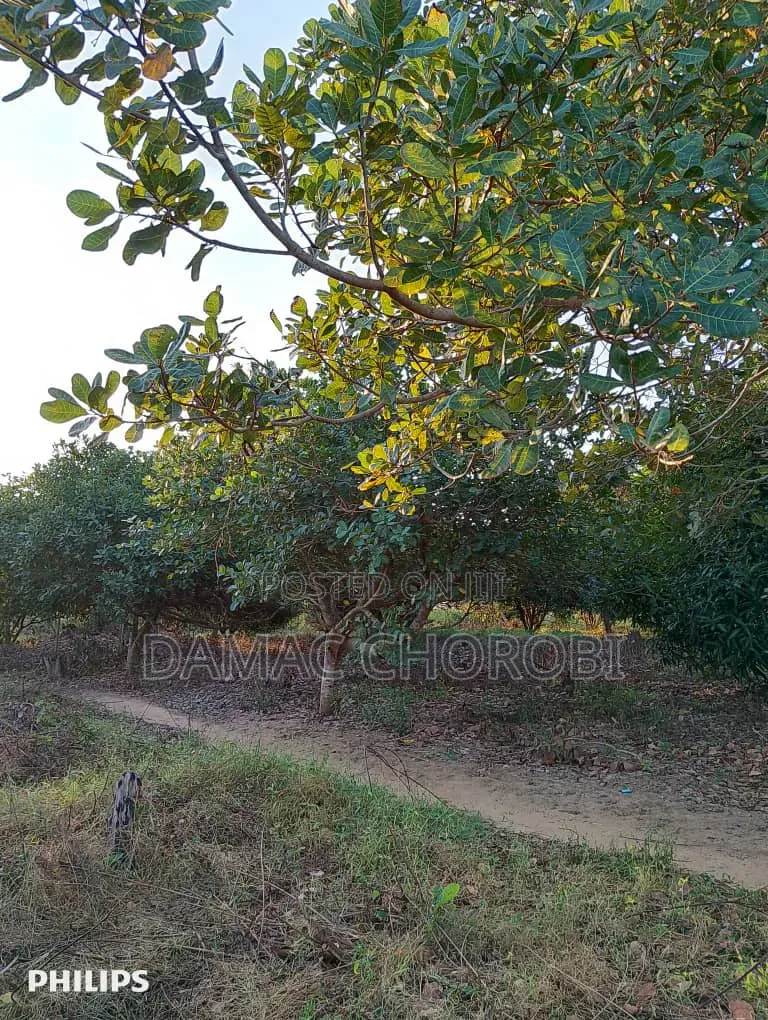 Mashamba Makubwa Kirwa Road Yanauzwa Mshamba Ya Kumwagilia