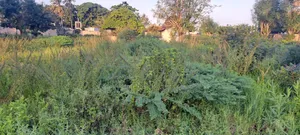 Yard for Rent at Boko Chama
