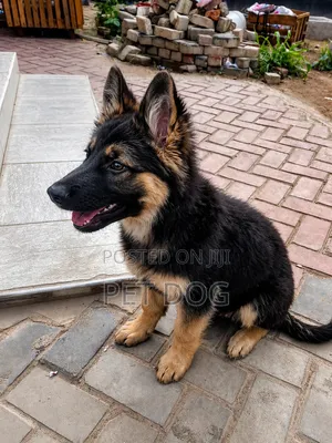 1-3 months Male Purebred German Shepherd