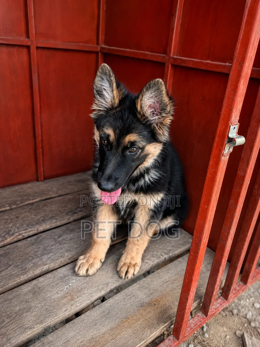 1-3 months Male Purebred German Shepherd