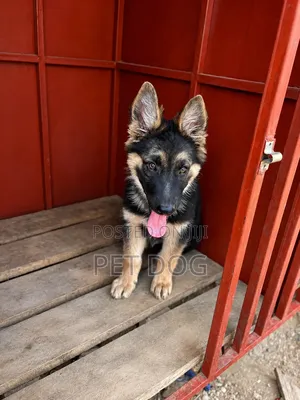 1-3 months Male Purebred German Shepherd