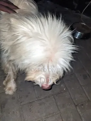 3-6 months Male Purebred Maltese