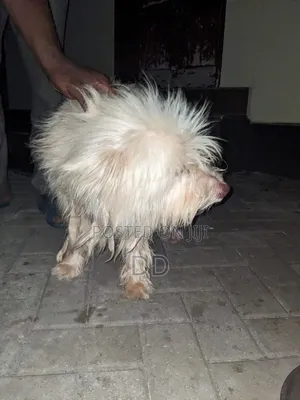 3-6 months Male Purebred Maltese