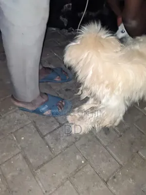 3-6 months Male Purebred Maltese